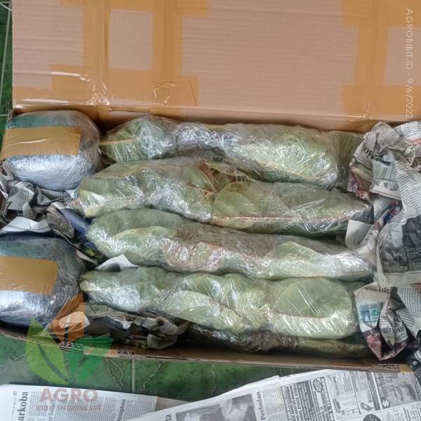 Jual Ketapang Biola Varigata ke-Blitar