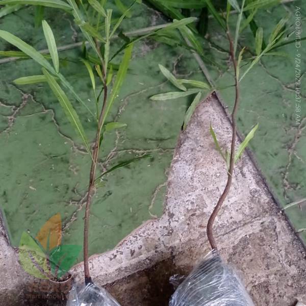 Tanaman Kiara Payung Terbaik ke-Bogor