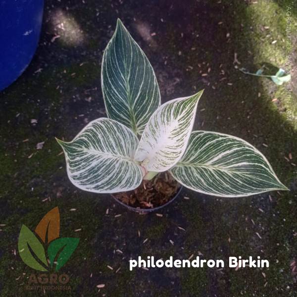 Philodendron Birkin