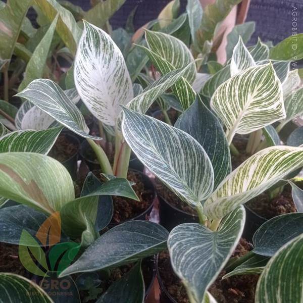 Philodendron Birkin