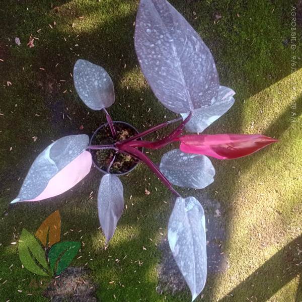 Philodendron Pink Princess