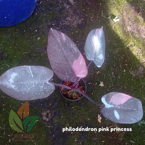 Philodendron Pink Princess
