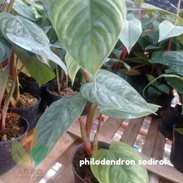 Philodendron Sodiroi