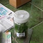 Tanaman Bunga Anggrek Botol Bulan di Badung Bali