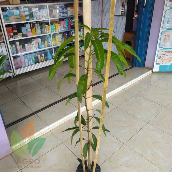 Mangga Miyazaki di Sumedang Jawa Barat Bisa Dikirim