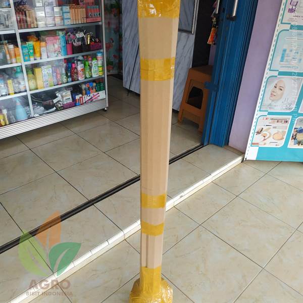 Mangga Miyazaki di Sumedang Jawa Barat Bisa Dikirim