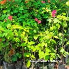 Ready Stok Bougenville 1 Meter untuk Jalan Raya