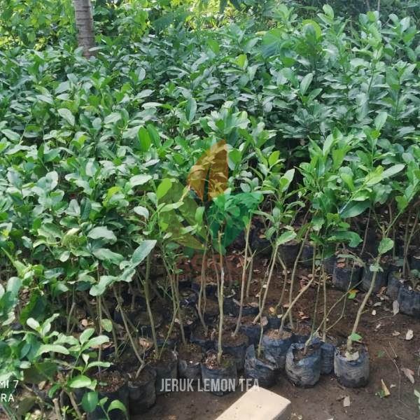 Jeruk Lemon Tea asal Okulasi