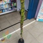 Kirim Tanaman Mangga Miyazaki ke-Sumatera Utara