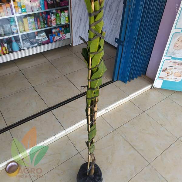 Kirim Tanaman Mangga Miyazaki ke-Sumatera Utara
