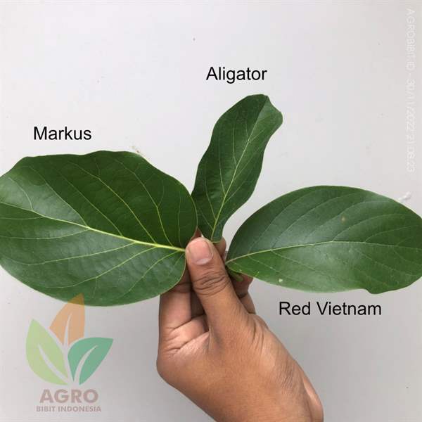 Perbedaan Daun Alpukat Markus dan Aligator, CEK