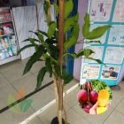 Kirim Bibit Mangga Miyazaki ke-Jakarta AMAN SEGAR