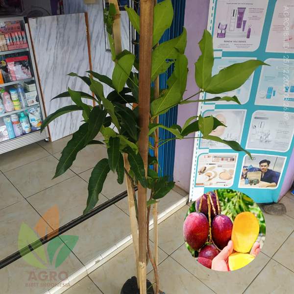 Cara Merawat Tanaman Mangga Miyazaki dari Online