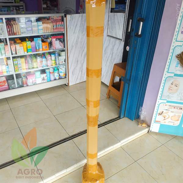 Kirim Bibit Mangga Miyazaki ke-Jakarta AMAN SEGAR