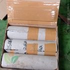 Cara Pengiriman Tanaman Anggrek Botolan Aman
