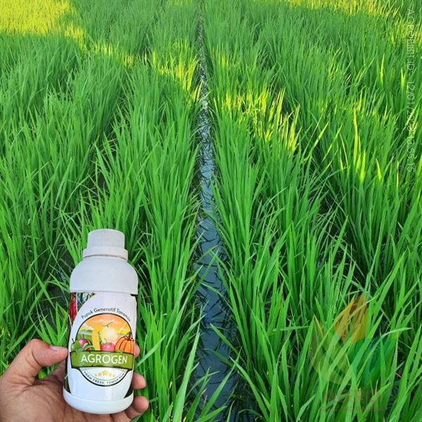 Jual Pupuk Padi Cair Organik Terbukti Hanya AgroGen