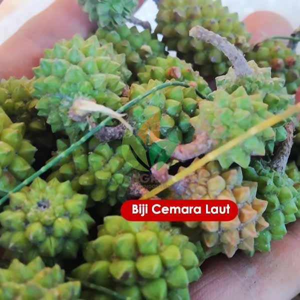 Biji Cemara Laut Glodongan