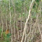 Ratusan Pohon Kayu Putih 2 Meter ke-Cilacap