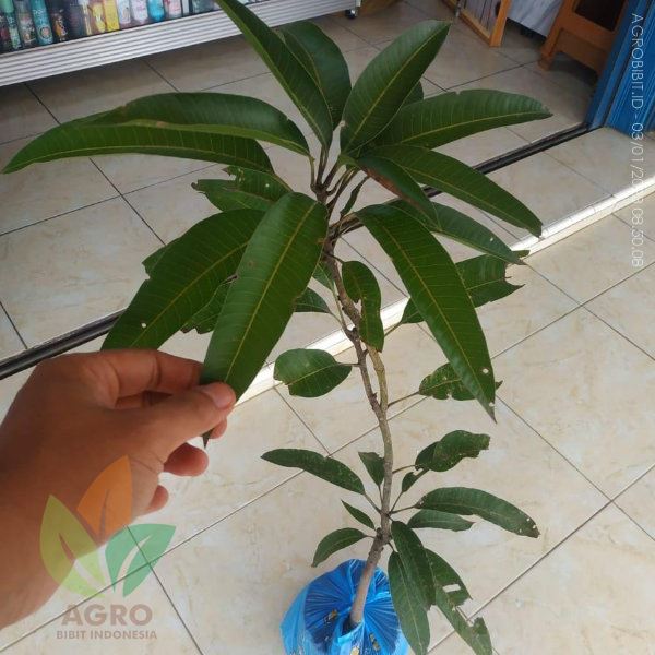 jual bibit mangga miyazaki di Bantul Jawa Tengah