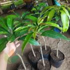 Bibit Mangga Miyazaki di Surabaya