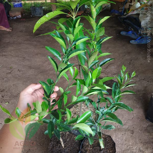 Bibit Jeruk Santang ke-Kroya