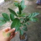 Bibit Rambutan Rapiah Terbaik ke-Bogor