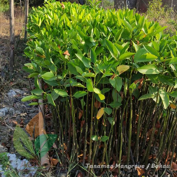 Mangrove / Bakau