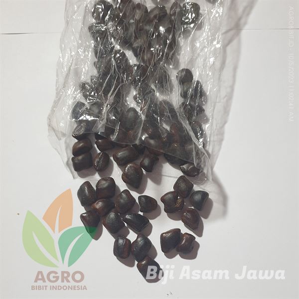 Biji Asam Jawa
