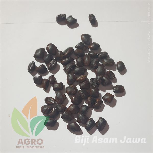Biji Asam Jawa