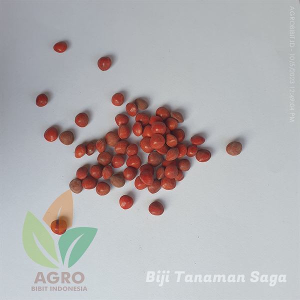 Biji Saga Pohon