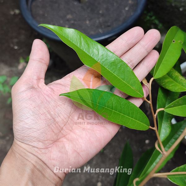 Durian Label Biru Bersertifikat