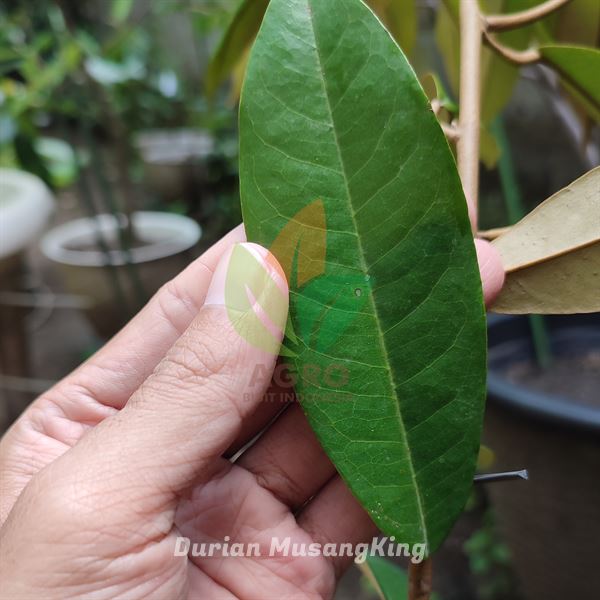 Durian Label Biru Bersertifikat