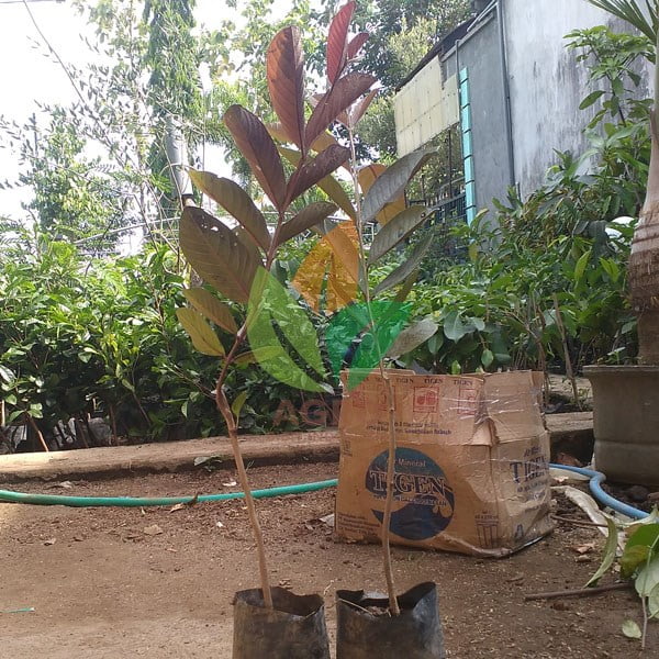 Jambu Biji Australia Ungu