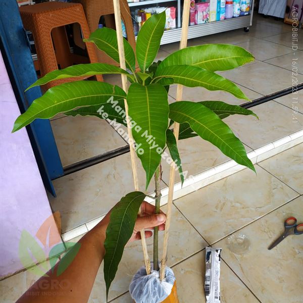 Bibit Mangga Miyazaki Terbaik Kirim ke-Manado