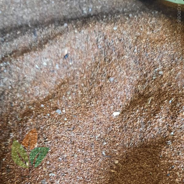 3 Kg Biji Kayu Putih Terbaik Siap Semai ke-Palangkaraya