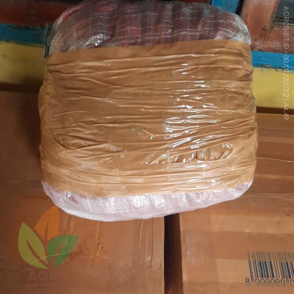 11Kg Biji Kemiri Sayur Siap Semai ke-Sumatera Selatan
