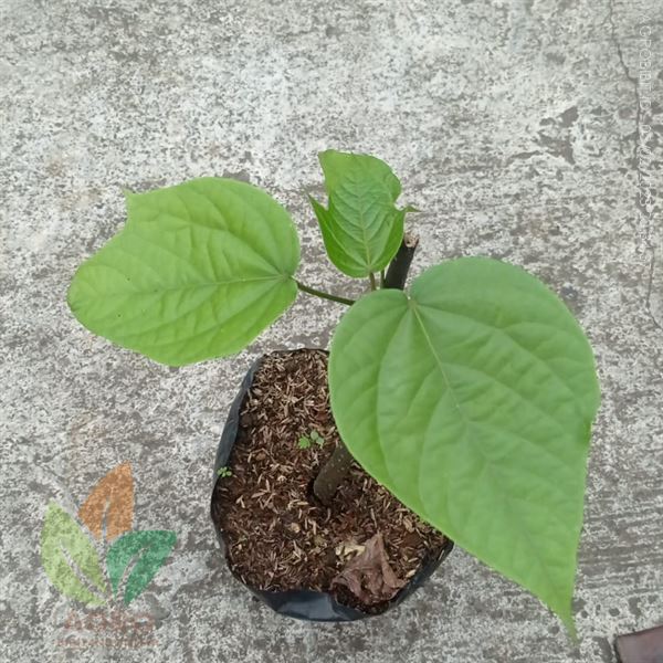 Bibit Kluwek Kirim ke-Magetan Jawa Timur