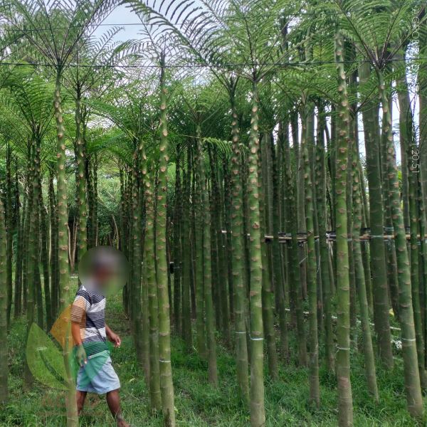 Apa itu Pohon Solobium / Pakis Brazil?