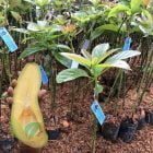 bibit Alpukat Kelud Terjamin ASLI