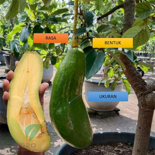 Harga Buah Alpukat Kelud yang Masih Jarang