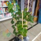 Kirim Bibit Anggur Jupiter dan Ninel ke-Tangerang