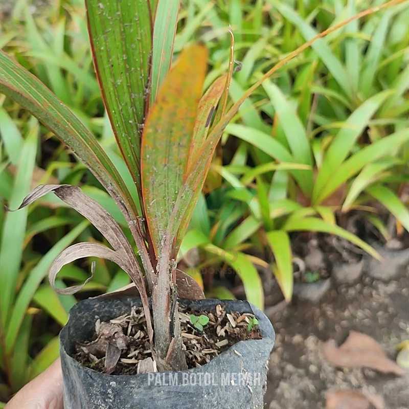 Tanaman Palem Botol Merah