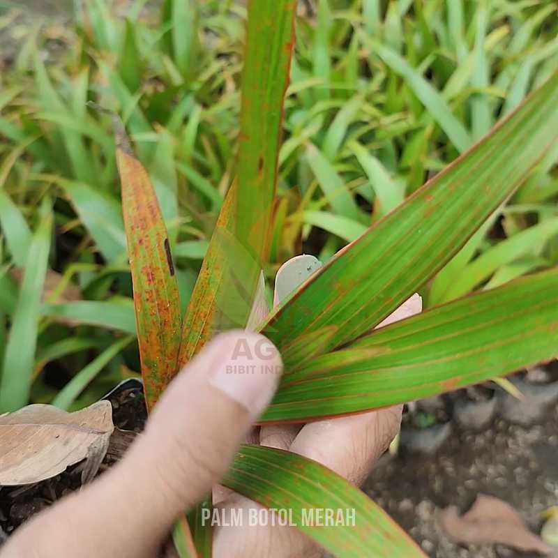 Tanaman Palem Botol Merah