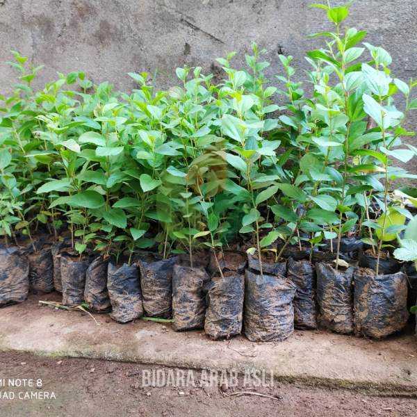 Tanaman Bidara Arab Herbal