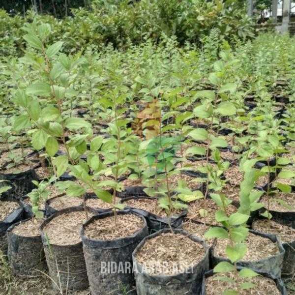 Tanaman Bidara Arab Herbal