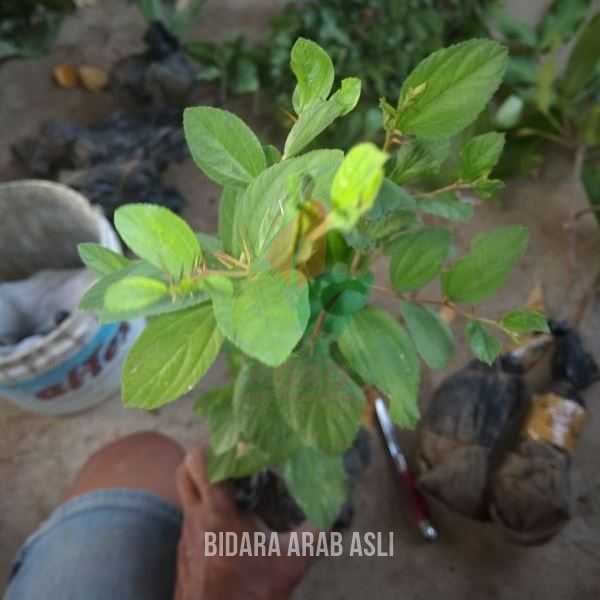 Tanaman Bidara Arab Herbal