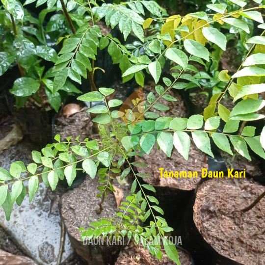 Daun Kari / Salam Koja
