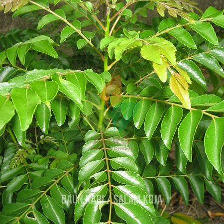 Daun Kari / Salam Koja