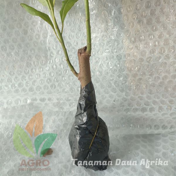 Daun Afrika asal Stek