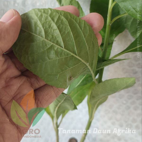Daun Afrika asal Stek